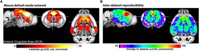 Animal Functional Magnetic Resonance Imaging: Trends and Path Toward Standardization